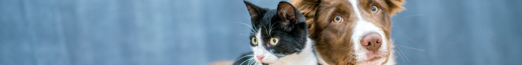 Pet insurance market challenges and rising costs